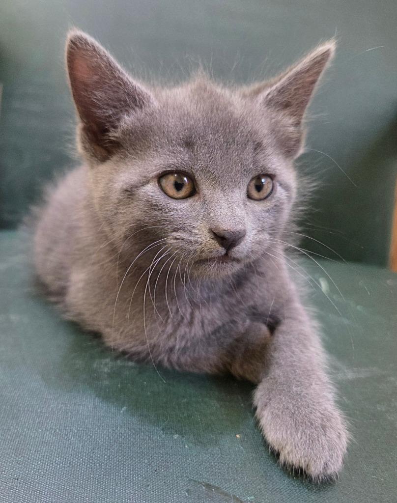 Miso, Adoptable, Kitten Female Domestic Short Hair.