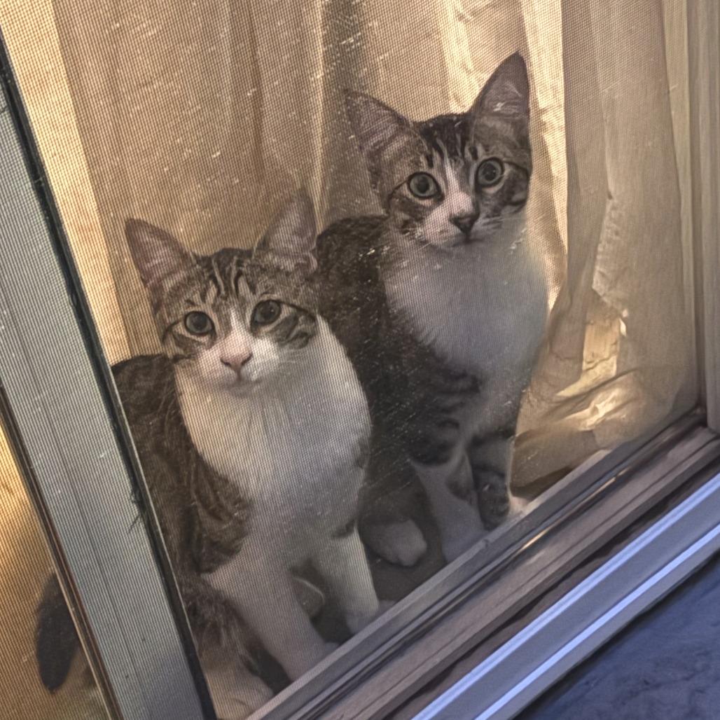 Chilli — thumbnail 2