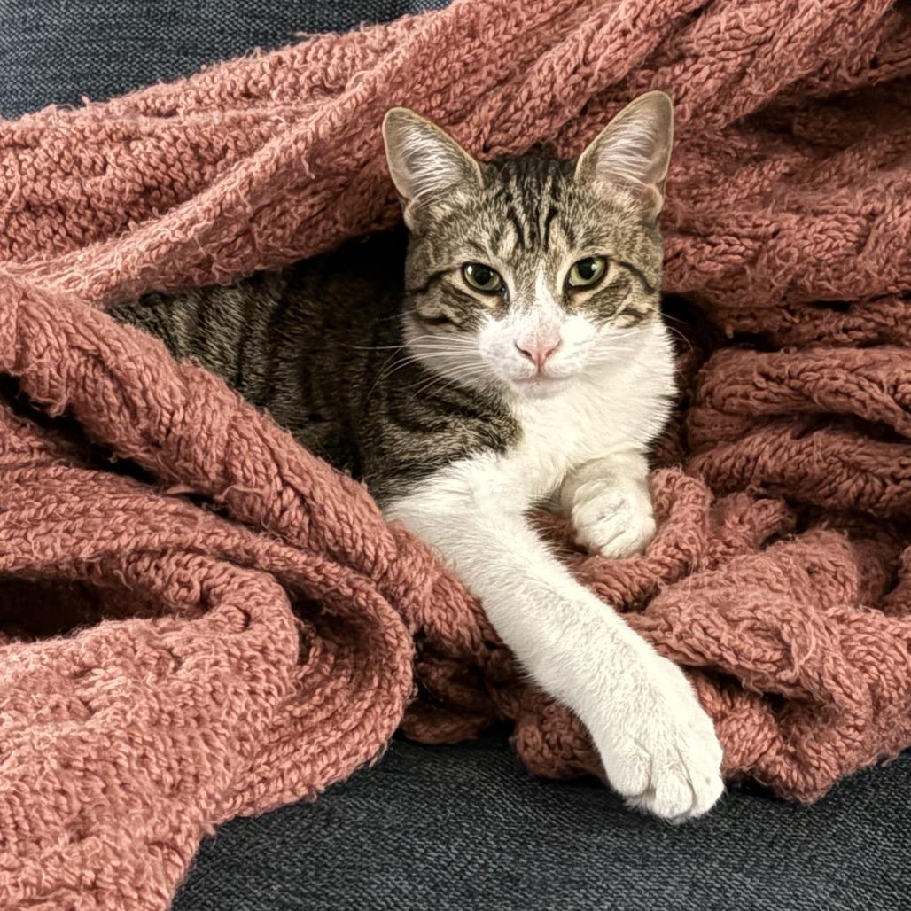 Chilli — thumbnail 3