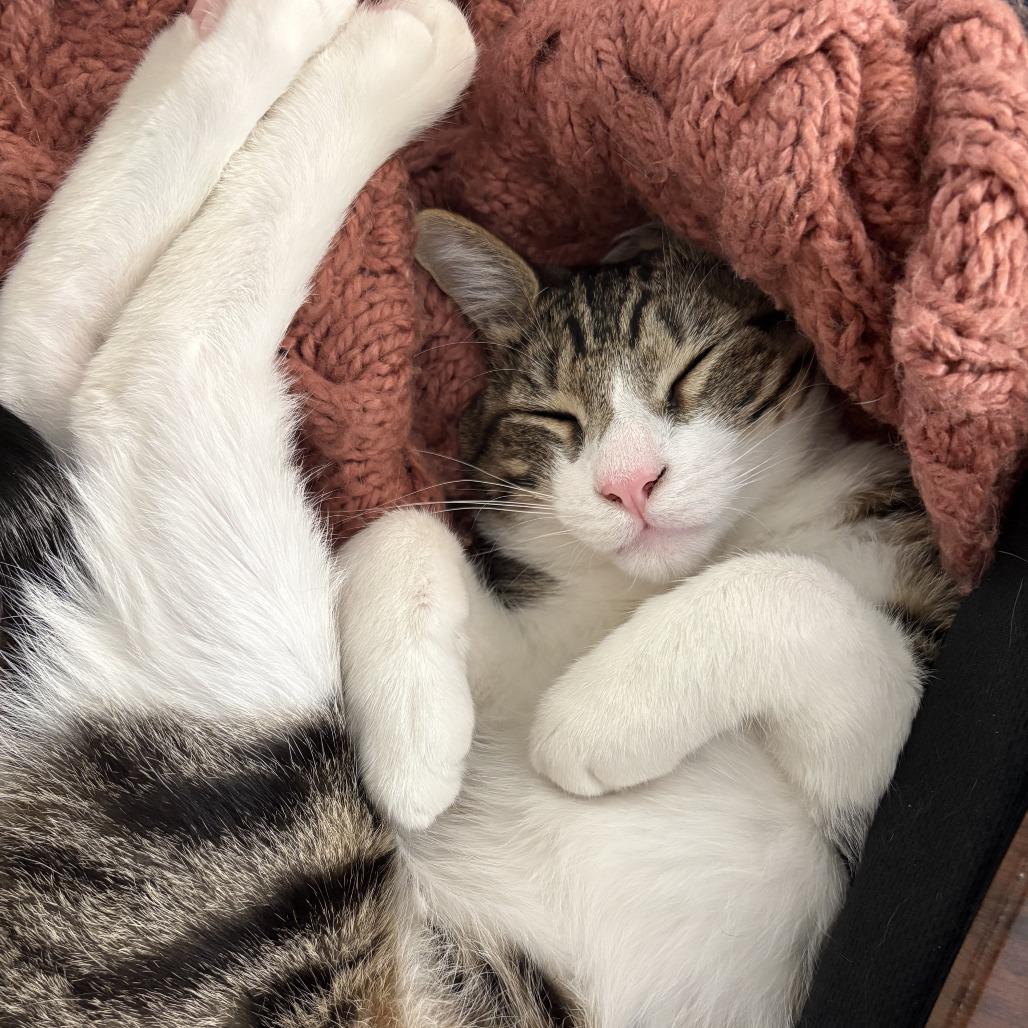 Chilli — thumbnail 4