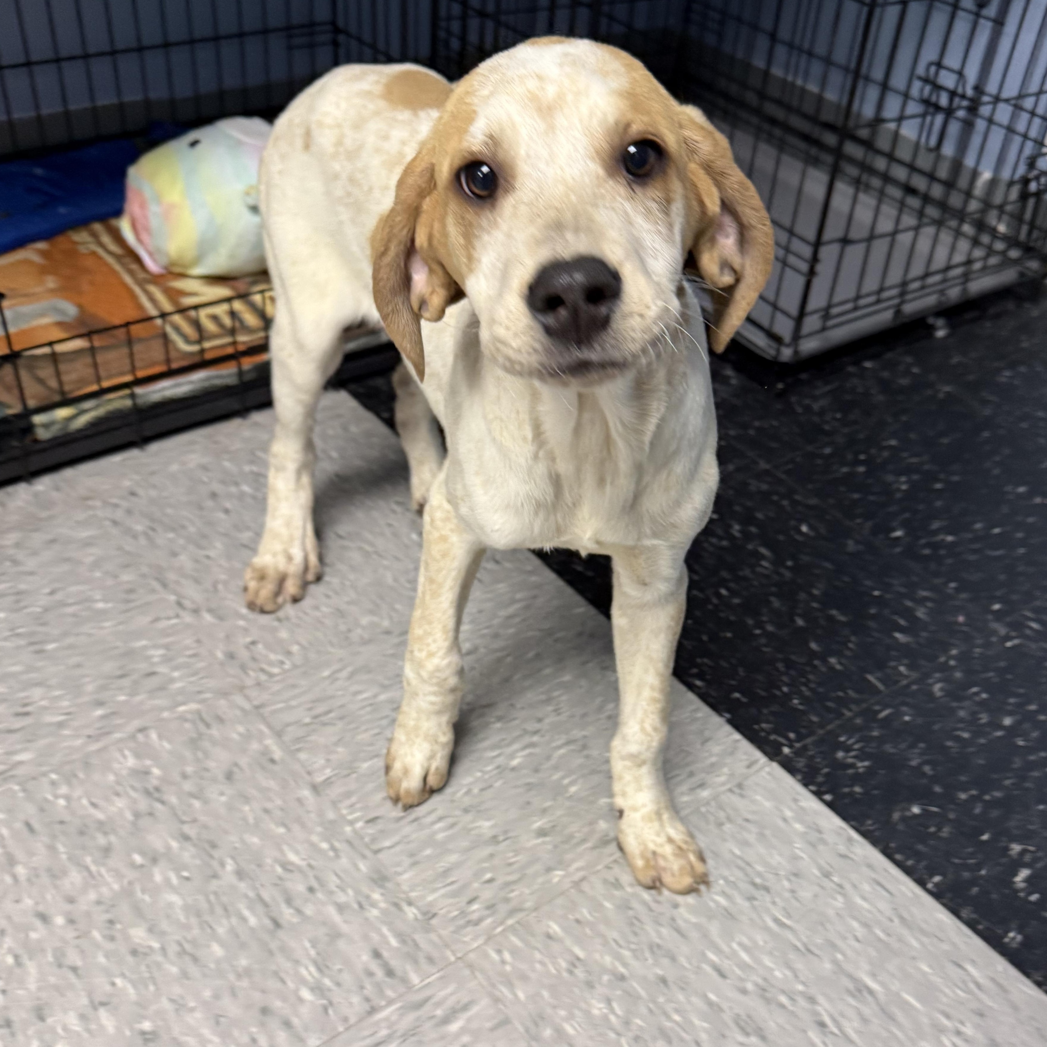 Bobby, ADOPTABLE, Puppy Male Basset Hound & Coonhound.