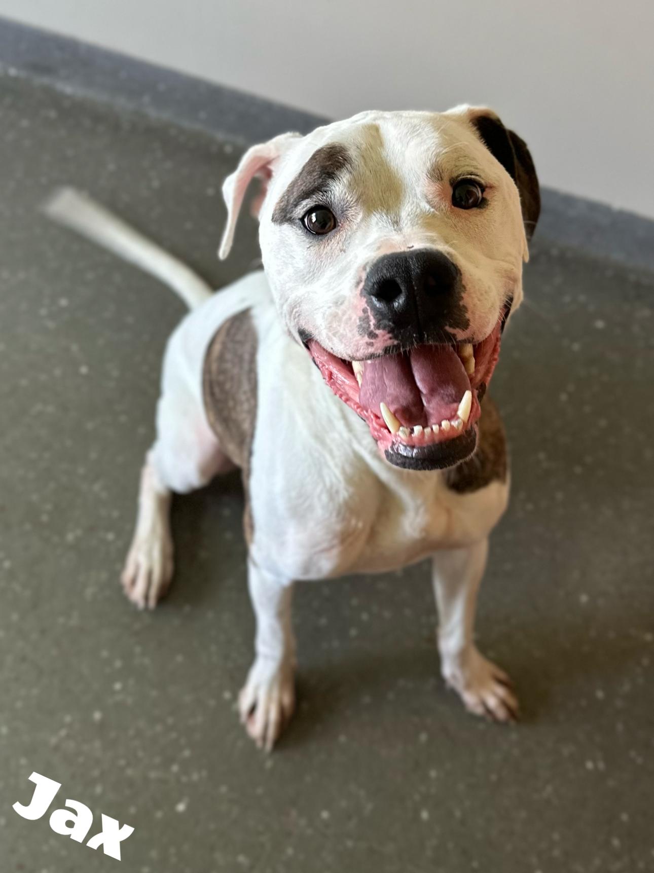 Jax, a Adoptable mixed breed in Valparaiso, IN image 2/4