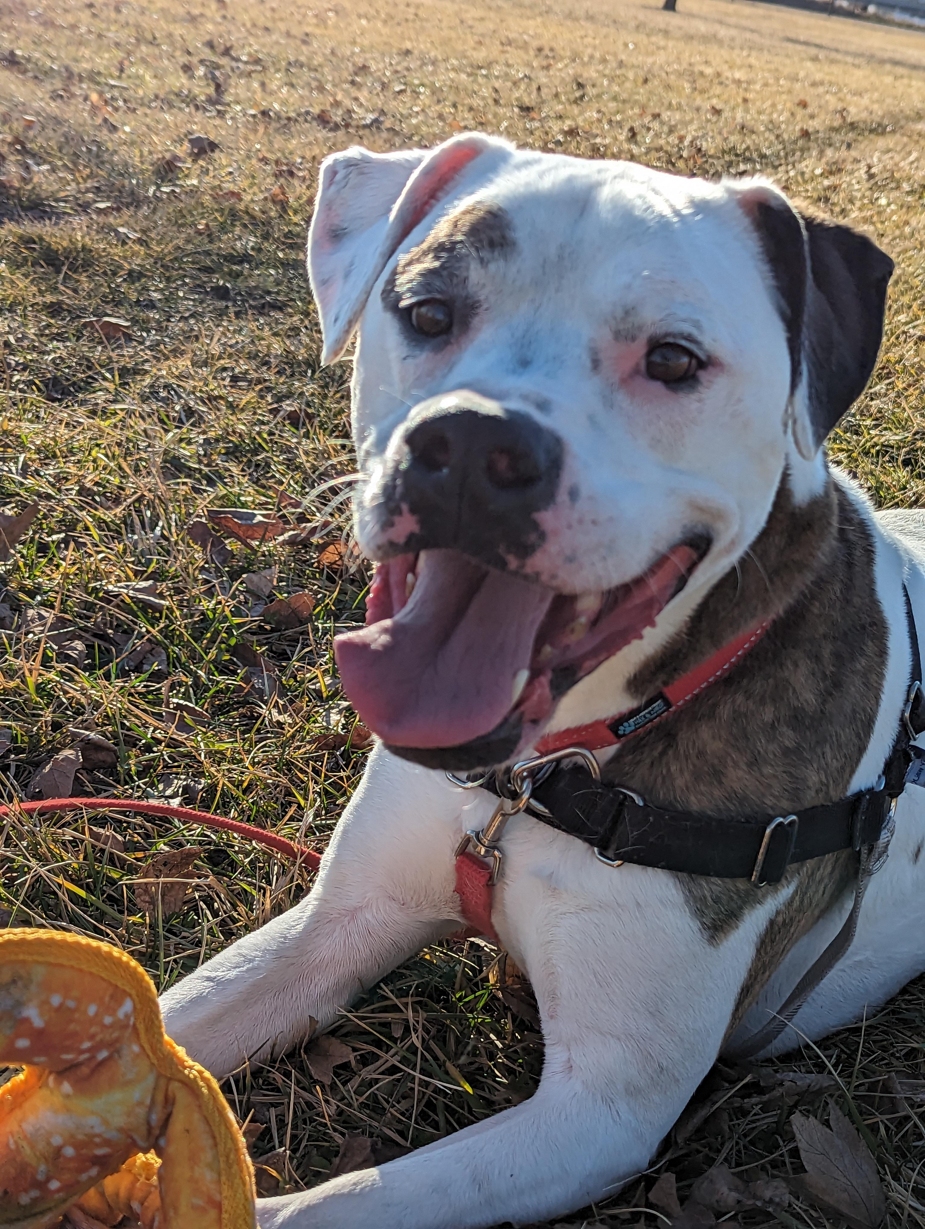 Enlarge Jax, a Adoptable Boxer in Valparaiso, IN image 3/6