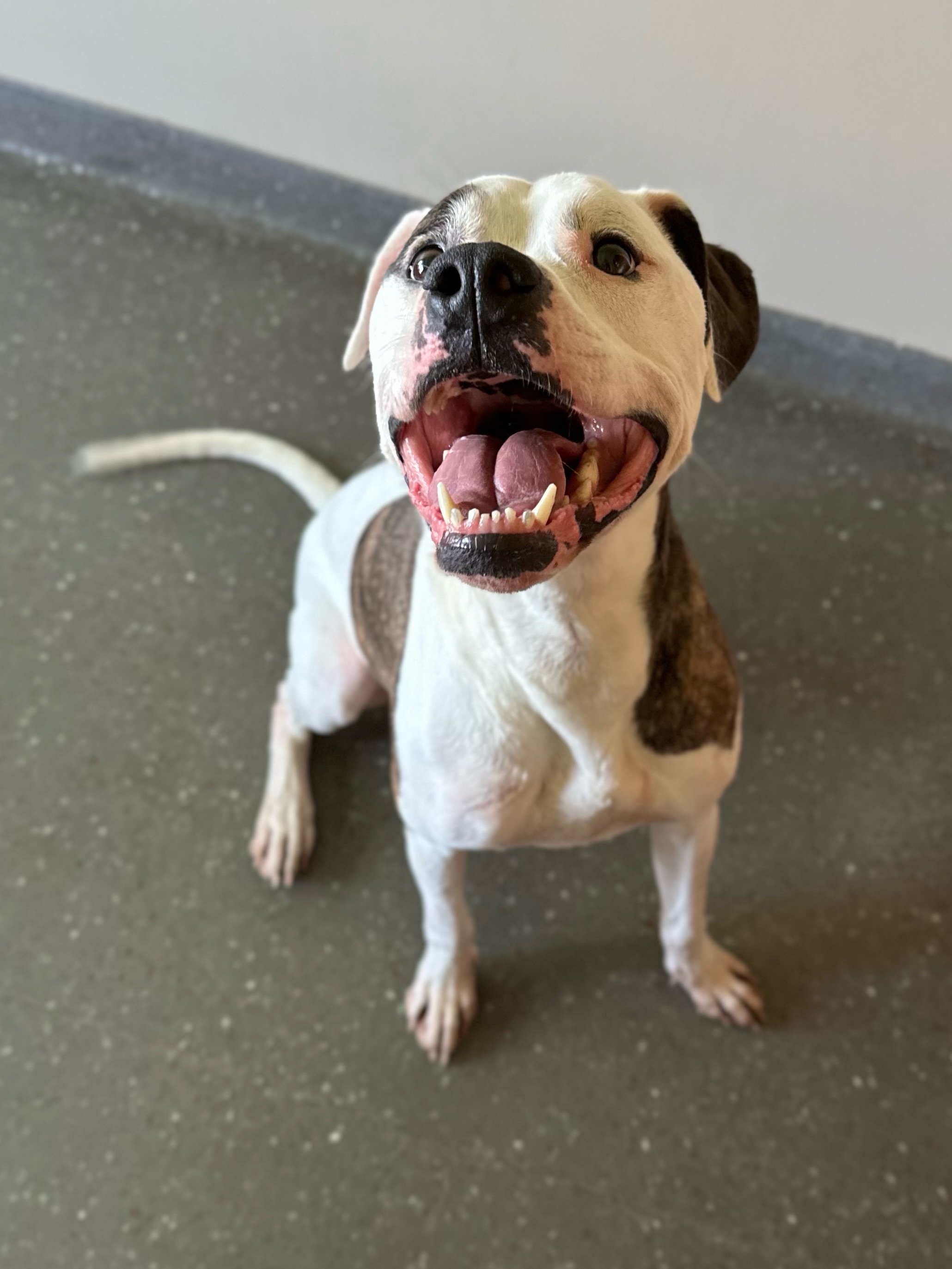 Jax, a Adoptable mixed breed in Valparaiso, IN image 4/4