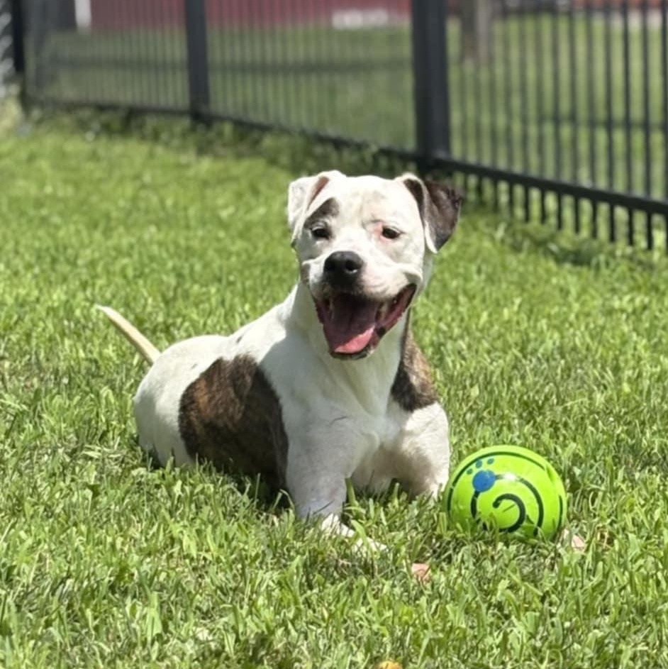 Jax, a Adoptable mixed breed in Valparaiso, IN image 1/4