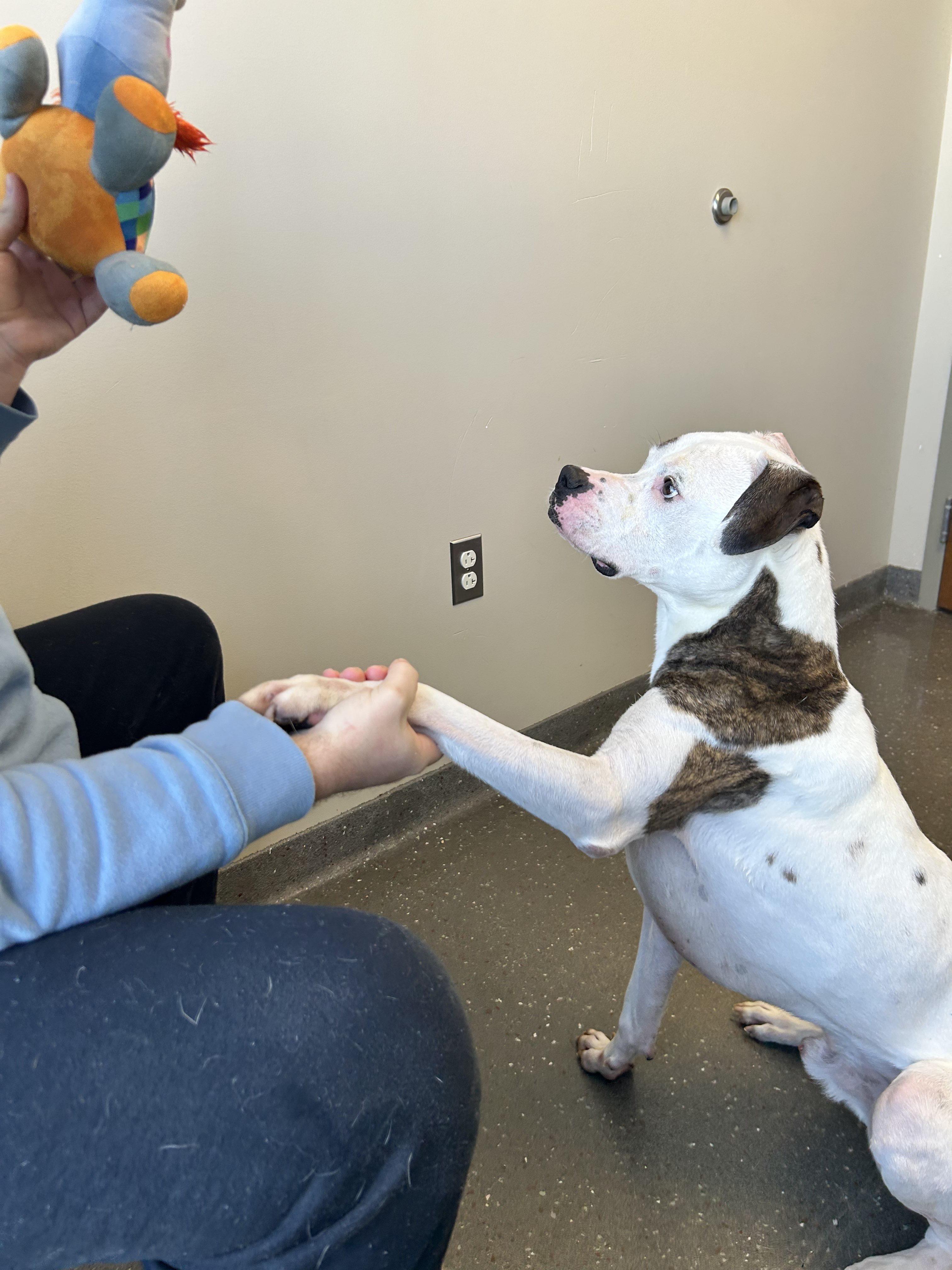Jax, a Adoptable mixed breed in Valparaiso, IN image 3/4