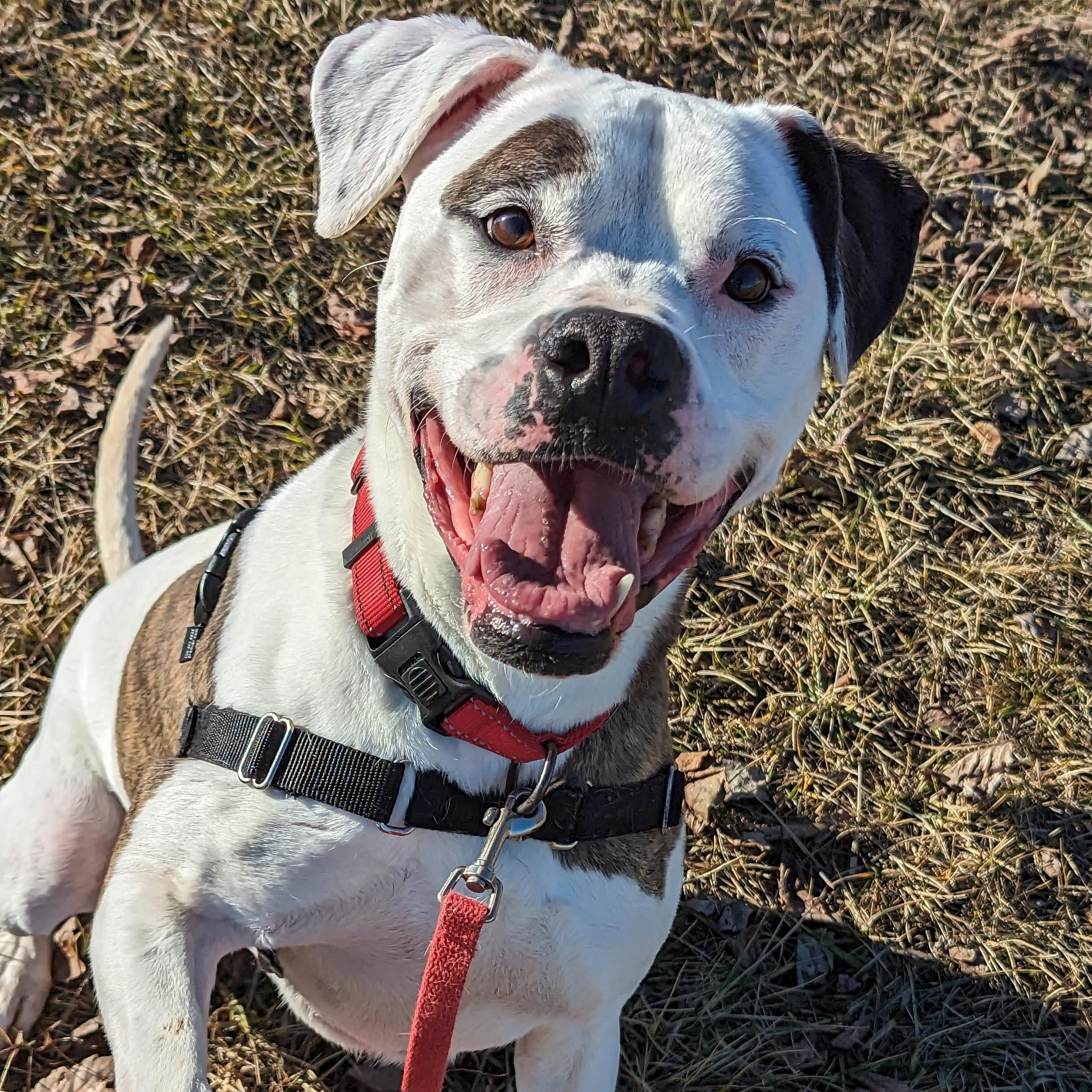 Enlarge Jax, a Adoptable Boxer in Valparaiso, IN image 1/6