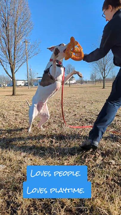 Enlarge Jax, a Adoptable Boxer in Valparaiso, IN video 2/6