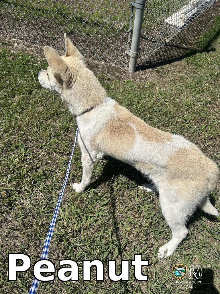 Peanut, Adoptable, Adult Female Carolina Dog.