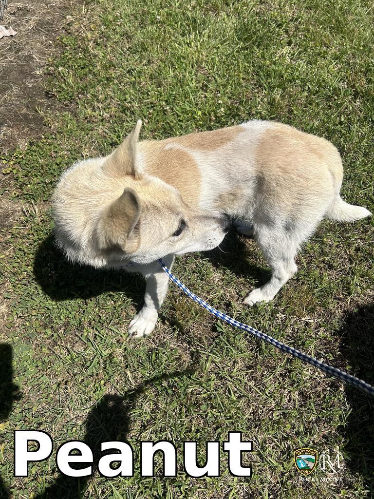 Enlarge Peanut, a Adoptable Carolina Dog in Rocky Mount, NC image 2/3