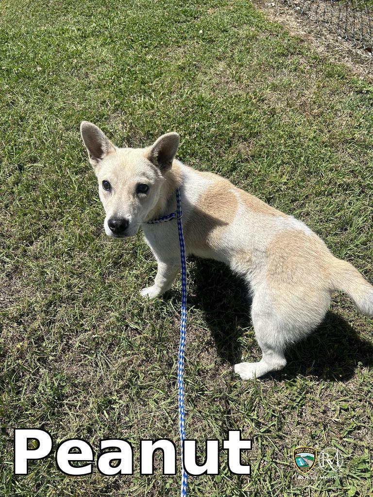 Enlarge Peanut, a Adoptable Carolina Dog in Rocky Mount, NC image 3/3