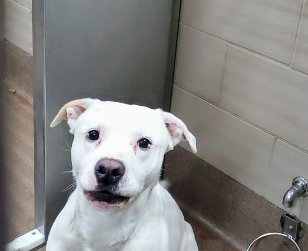 PACO, Adoptable, Adult Male Pit Bull Terrier.