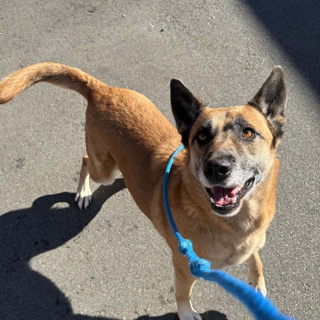 Martini, Adoptable, Adult Female Shepherd.