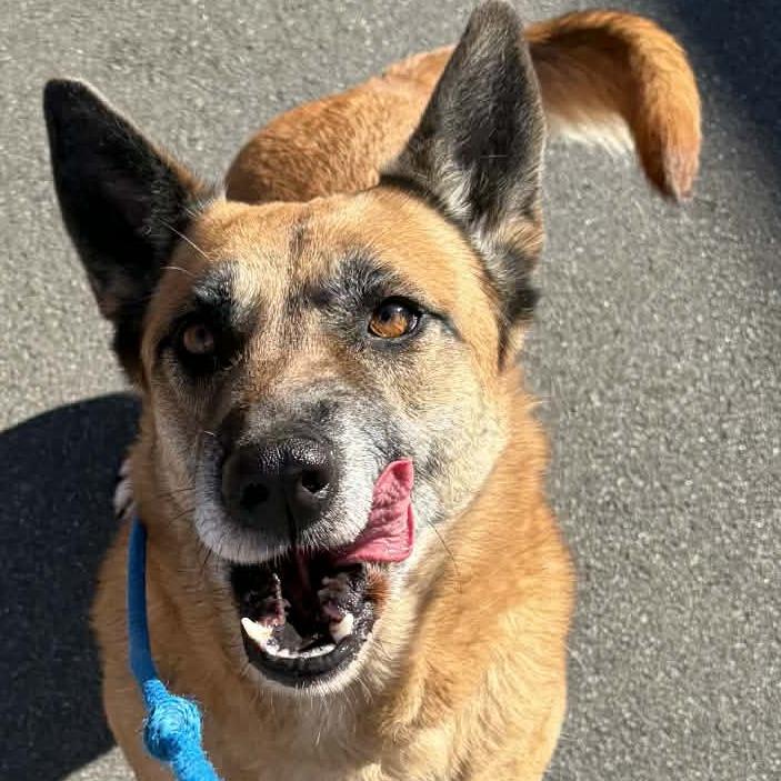 Enlarge Martini, a Adoptable mixed breed in Concord, NC image 2/6