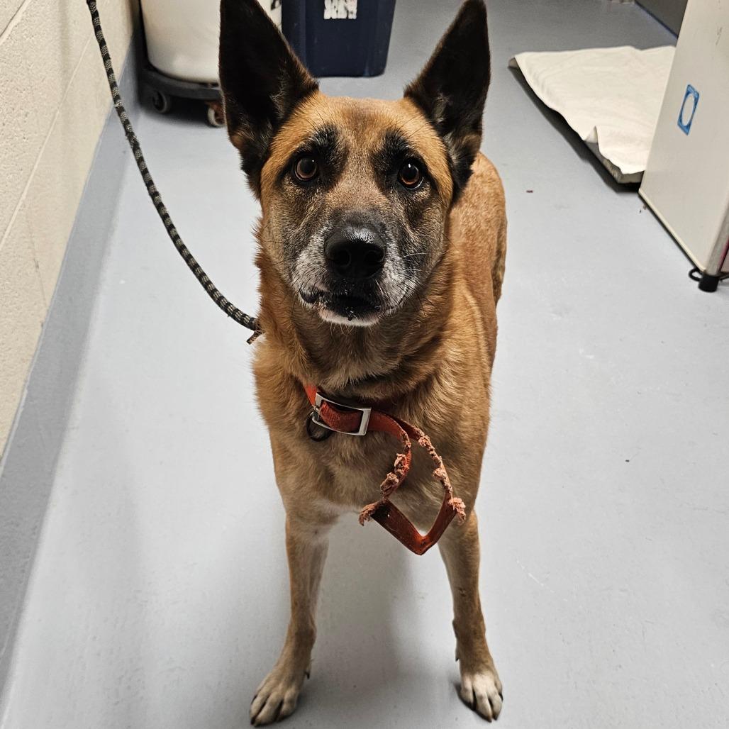 Enlarge Martini, a Adoptable mixed breed in Concord, NC image 4/6