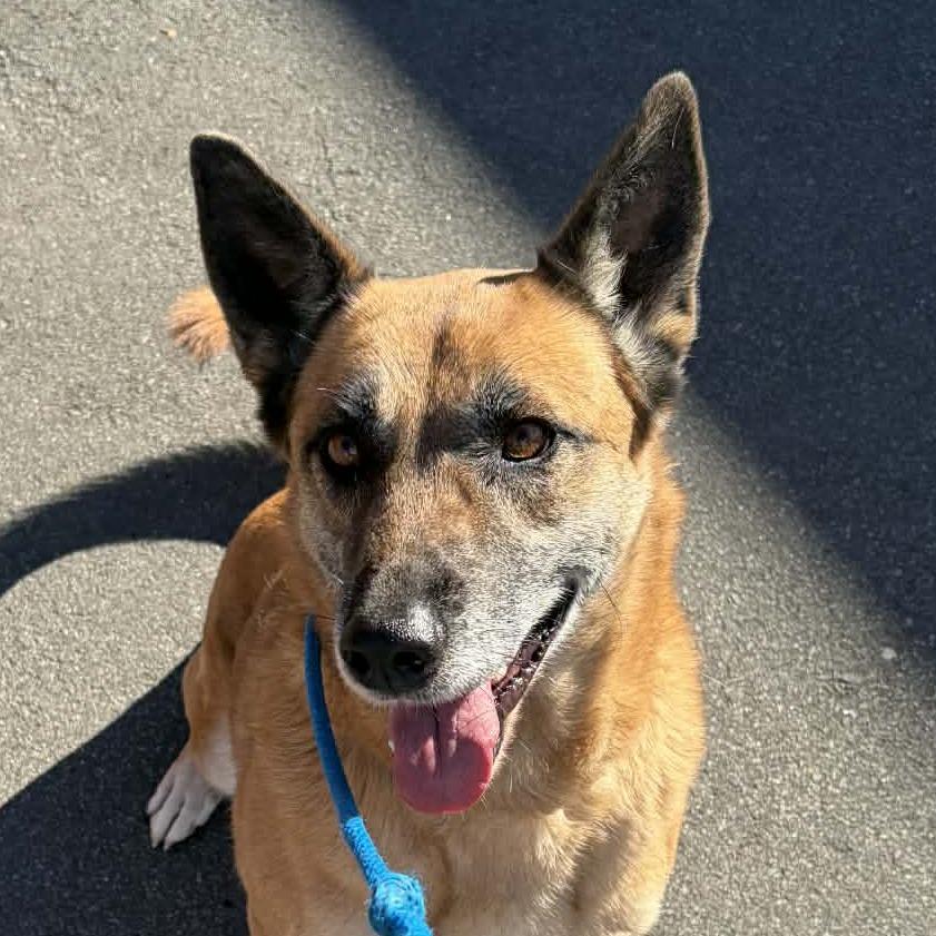 Enlarge Martini, a Adoptable mixed breed in Concord, NC image 5/6