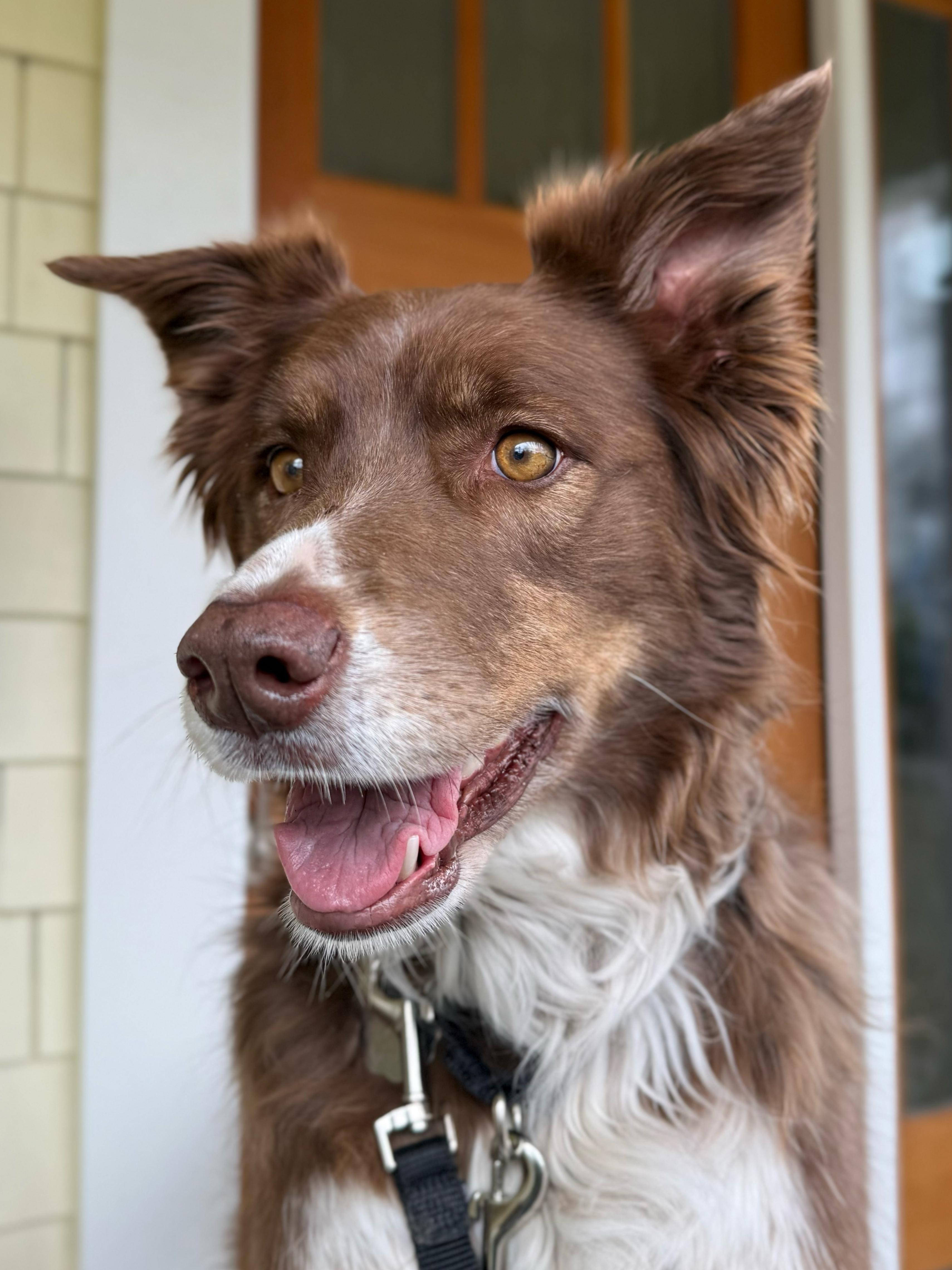 Enlarge Soffi, an adopted Australian Shepherd in Portland, OR image 4/6
