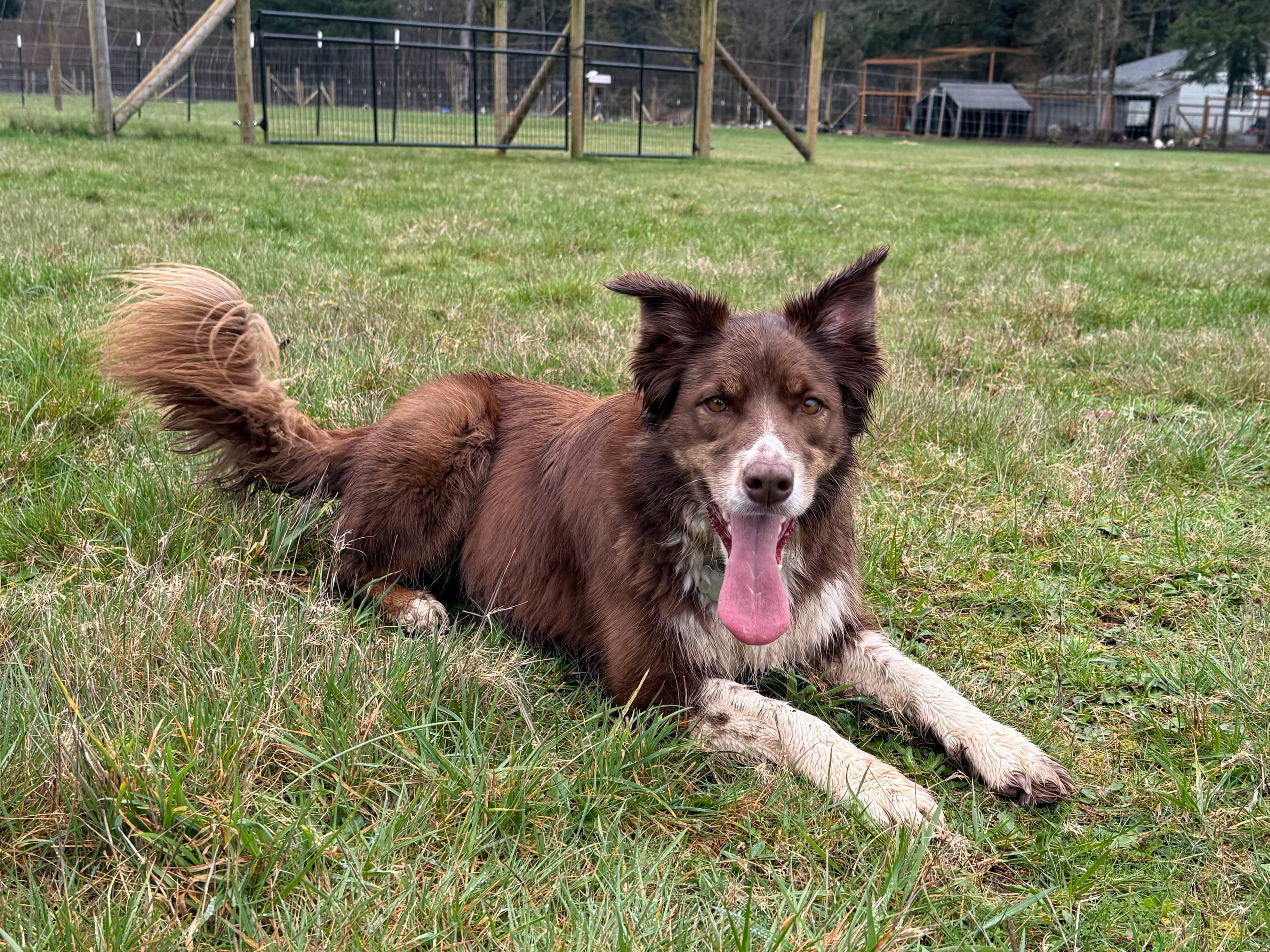 Enlarge Soffi, an adopted Australian Shepherd in Portland, OR image 5/6