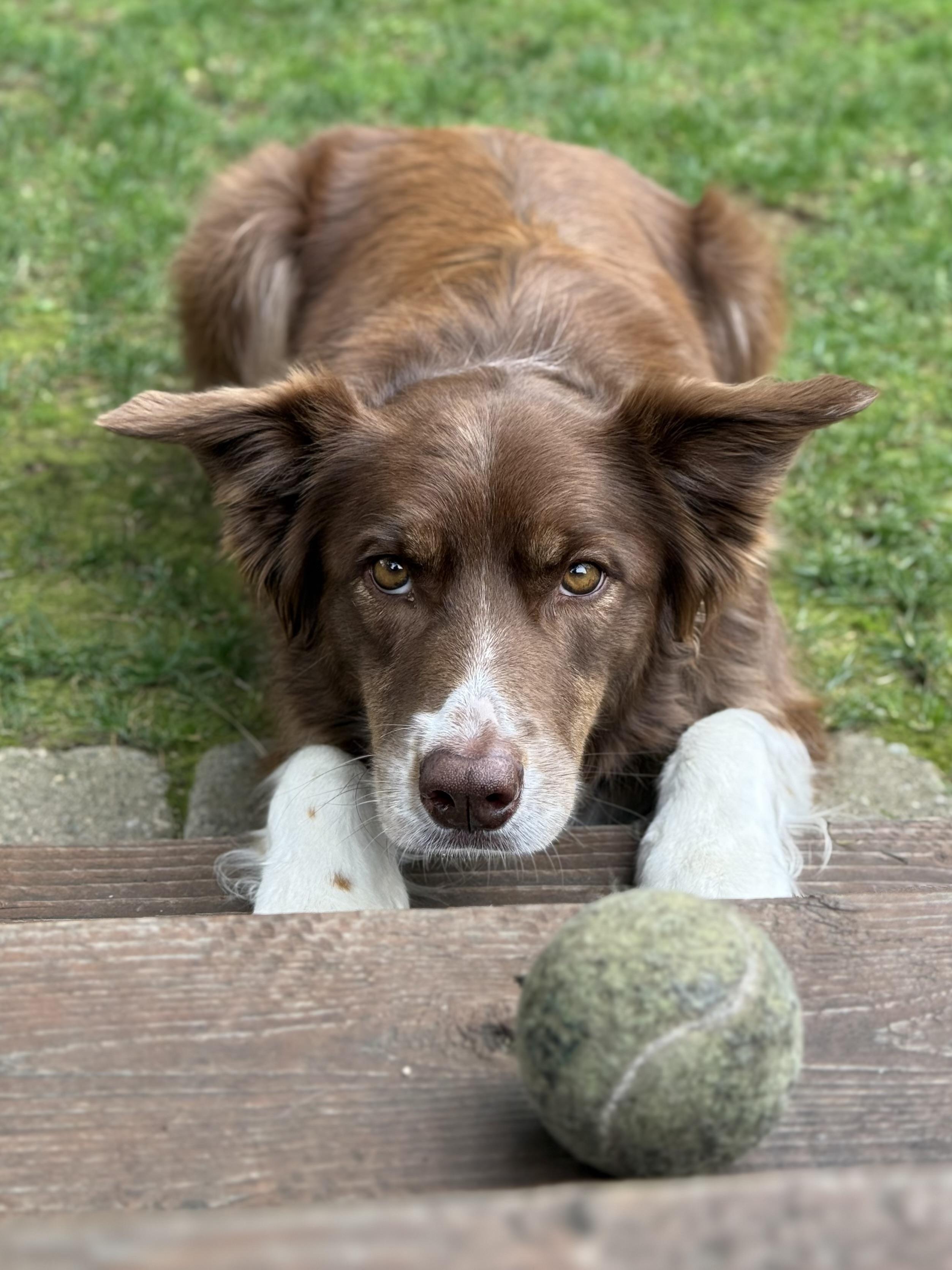 Soffi, ADOPTABLE, Adult Female Australian Shepherd.