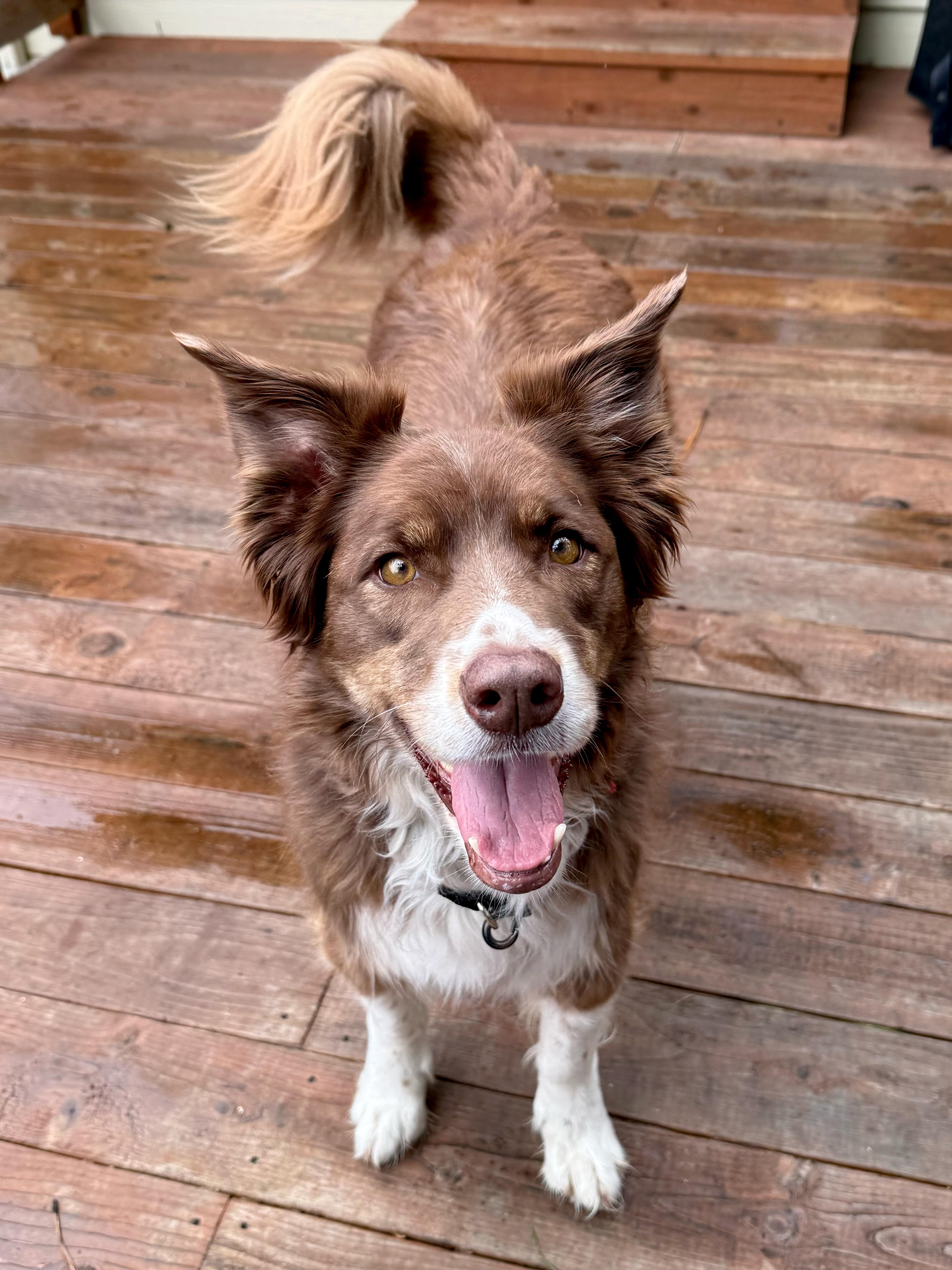 Enlarge Soffi, an adopted Australian Shepherd in Portland, OR image 2/6