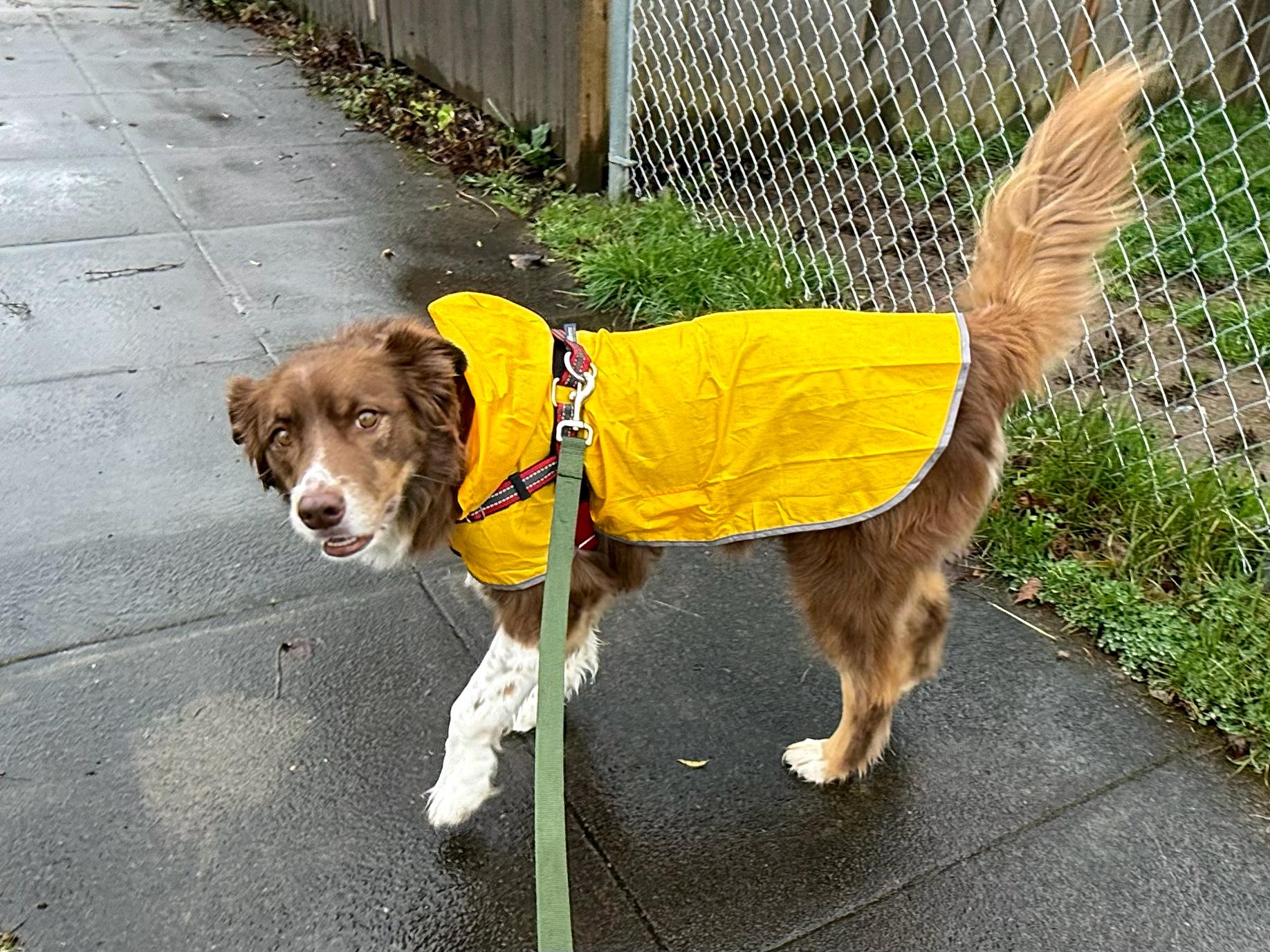 Enlarge Soffi, an adopted Australian Shepherd in Portland, OR image 3/6