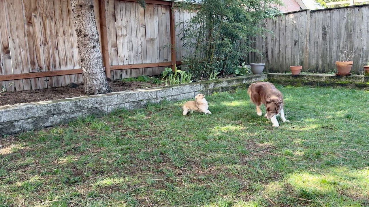 Enlarge Soffi, an adopted Australian Shepherd in Portland, OR video 6/6