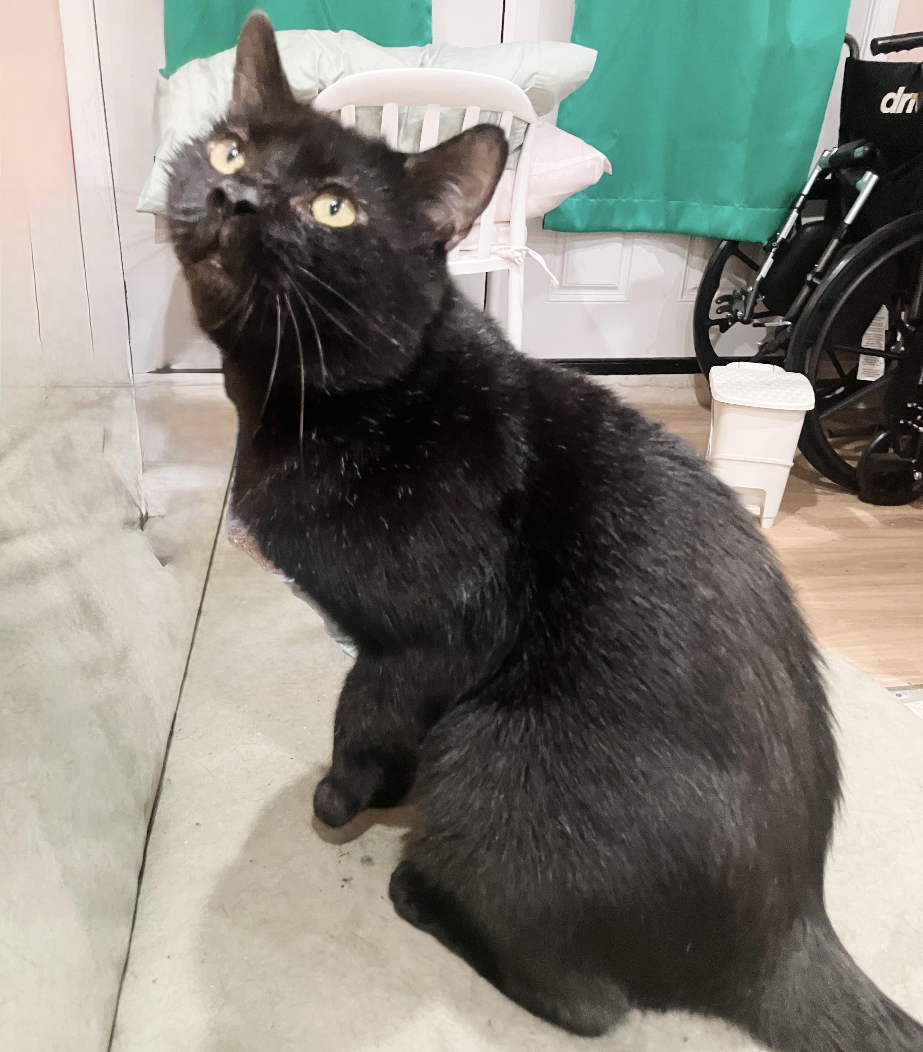 Enlarge Vanderbilt, a Adoptable mixed breed in Philadelphia, PA image 4/5