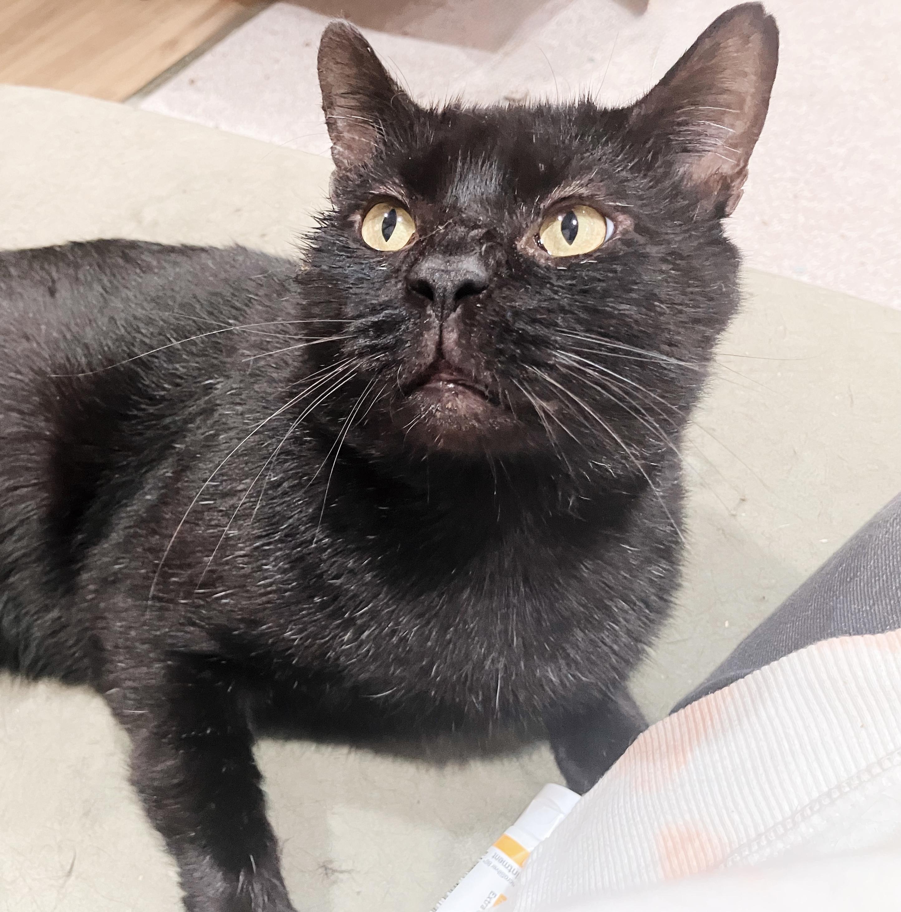 Vanderbilt, Adoptable, Young Male Bombay & Domestic Short Hair.