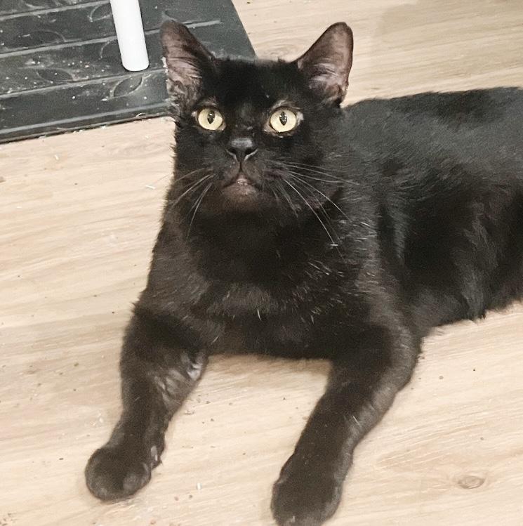 Enlarge Vanderbilt, a Adoptable mixed breed in Philadelphia, PA image 3/5