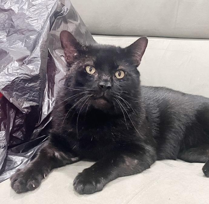 Enlarge Vanderbilt, a Adoptable mixed breed in Philadelphia, PA image 2/5