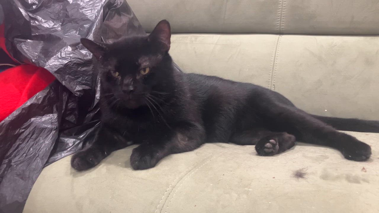 Enlarge Vanderbilt, a Adoptable mixed breed in Philadelphia, PA video 5/5