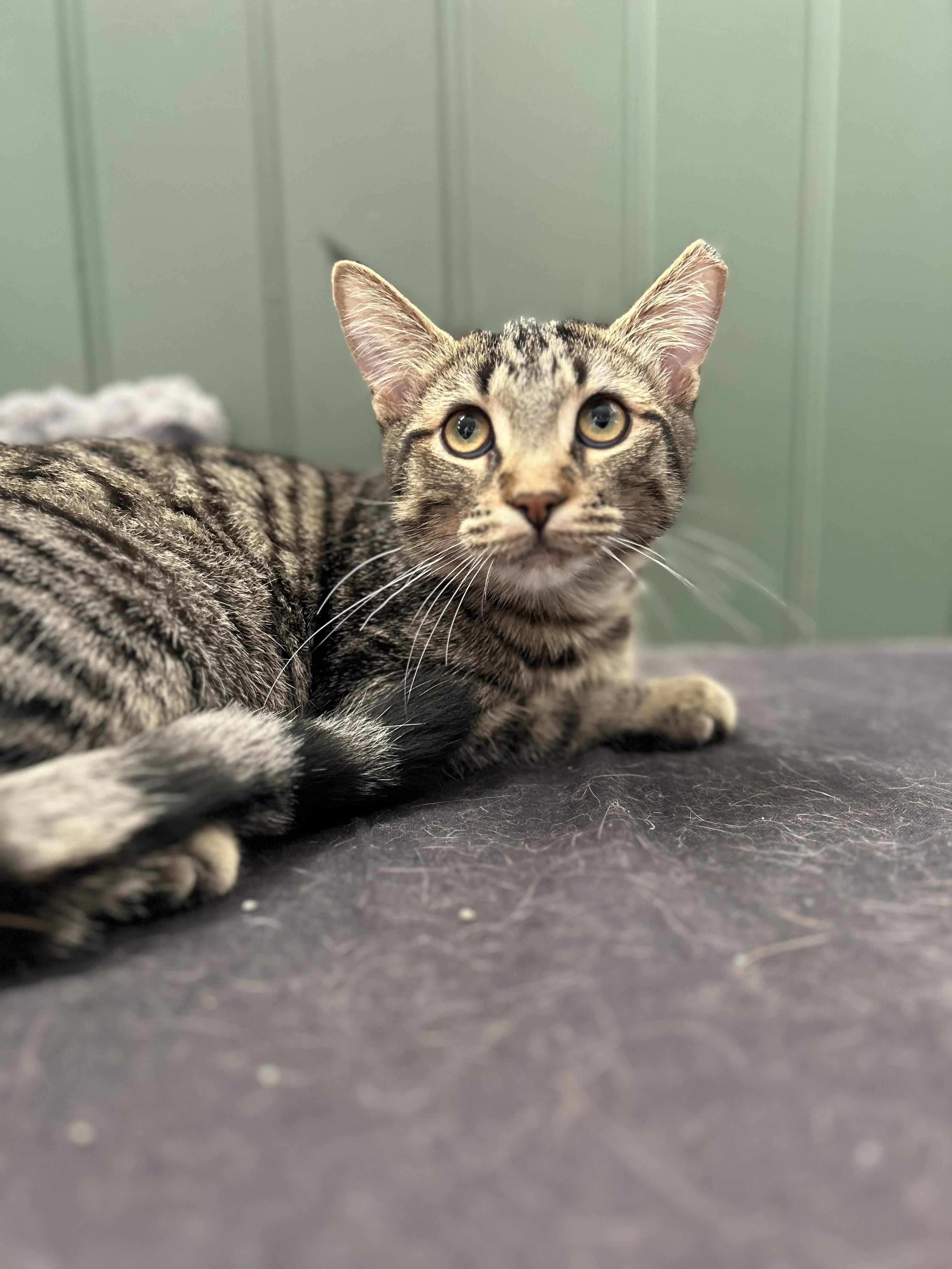 Enlarge Hank and Jake (bonded), a Adoptable Domestic Short Hair in Hamilton, ON image 6/6