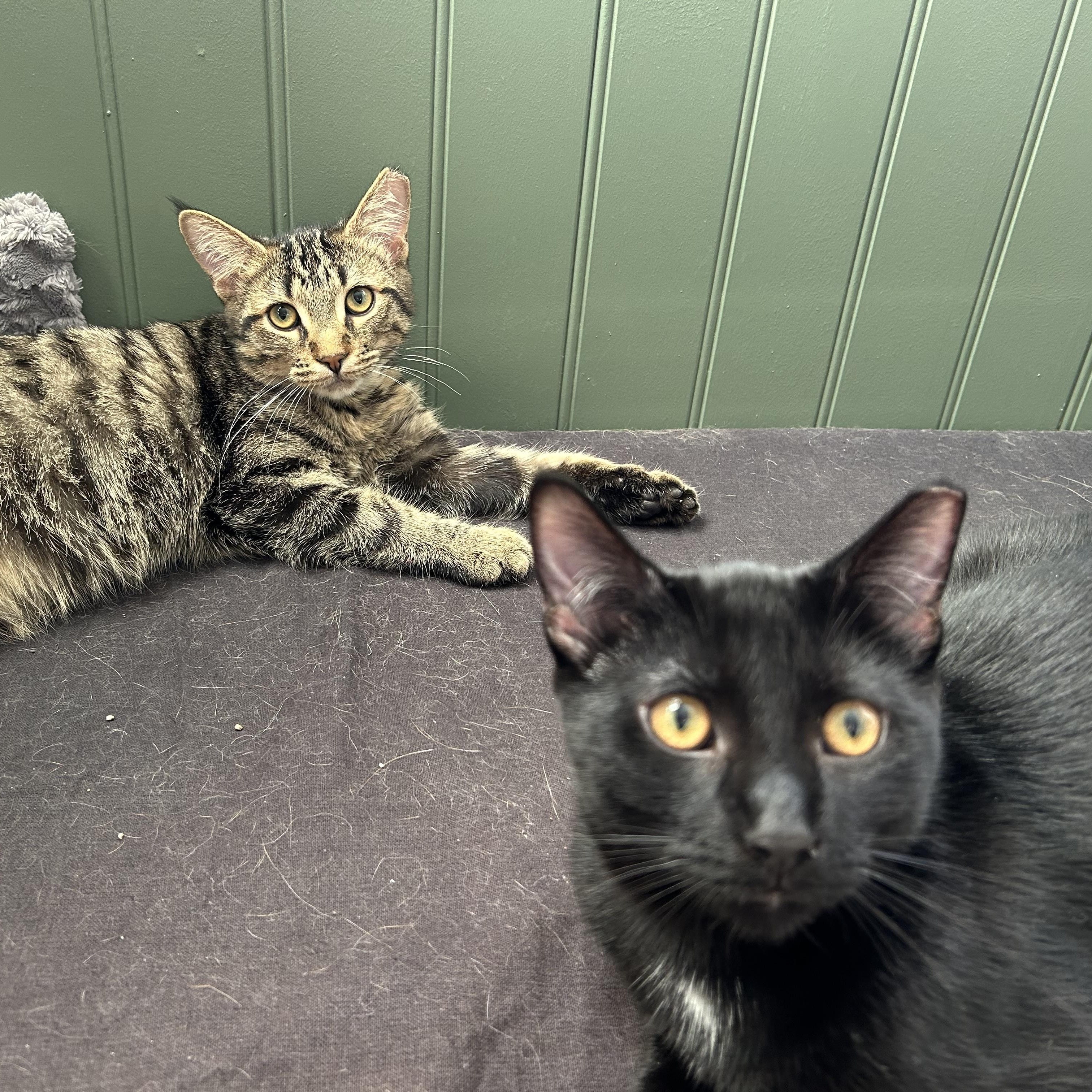 Enlarge Hank and Jake (bonded), a Adoptable Domestic Short Hair in Hamilton, ON image 1/6