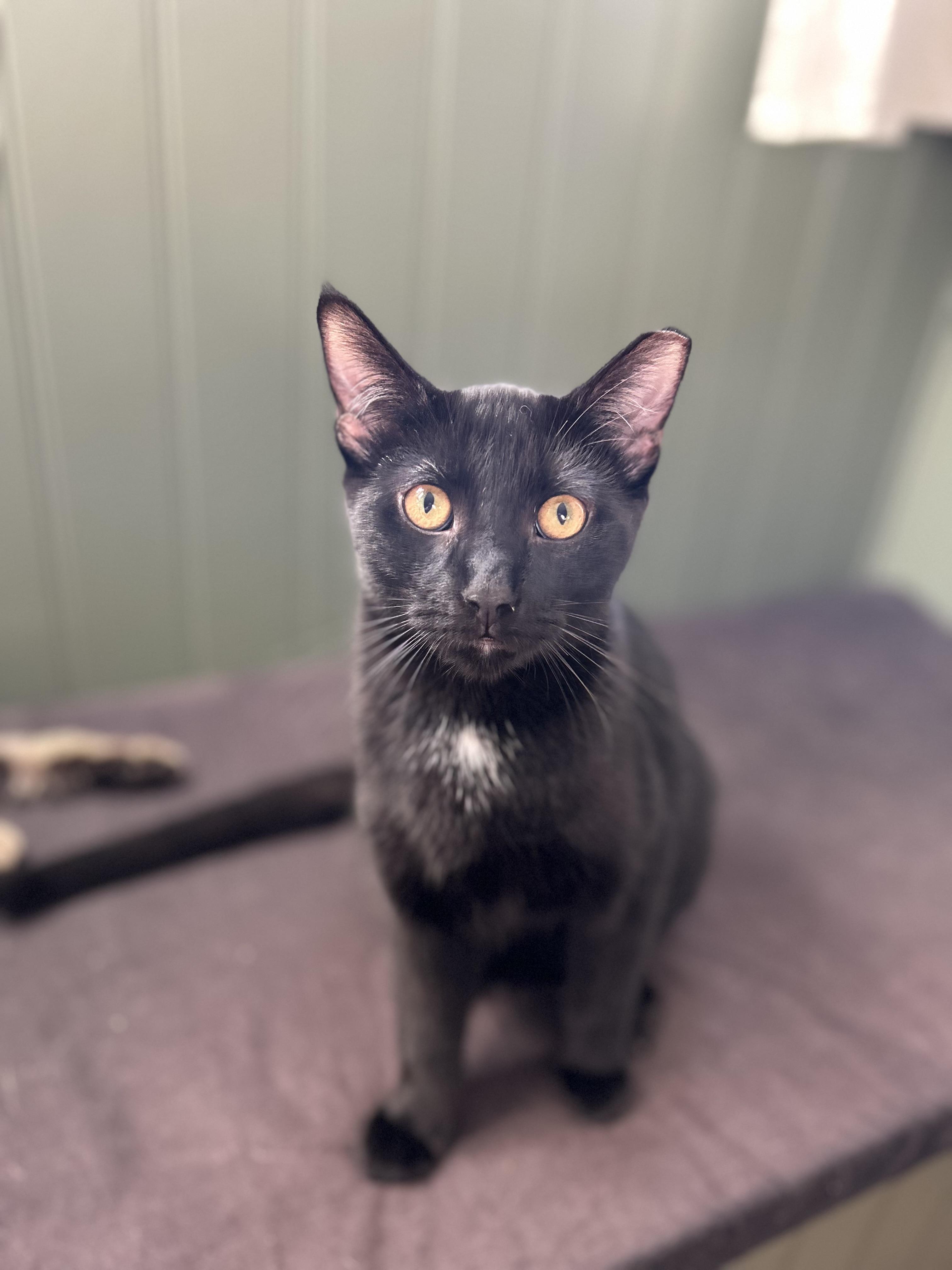 Hank and Jake (bonded), Adoptable, Young Male Domestic Short Hair.