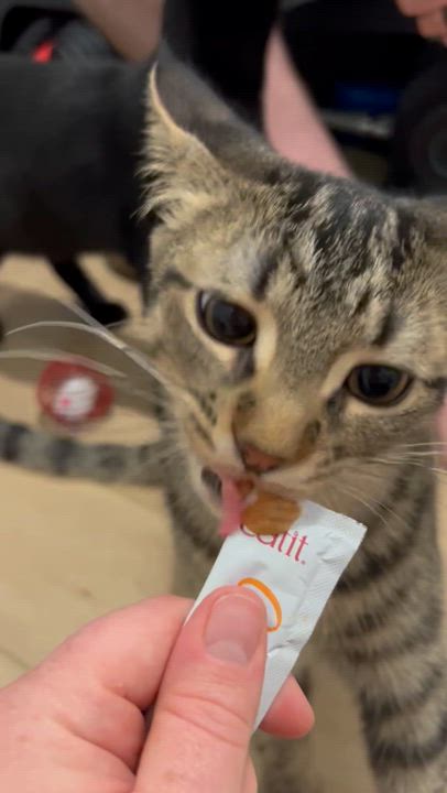 Enlarge Hank and Jake (bonded), a Adoptable Domestic Short Hair in Hamilton, ON video 3/6