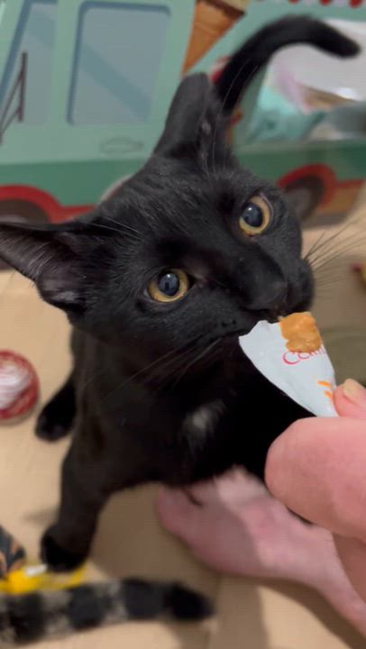 Enlarge Hank and Jake (bonded), a Adoptable Domestic Short Hair in Hamilton, ON video 4/6