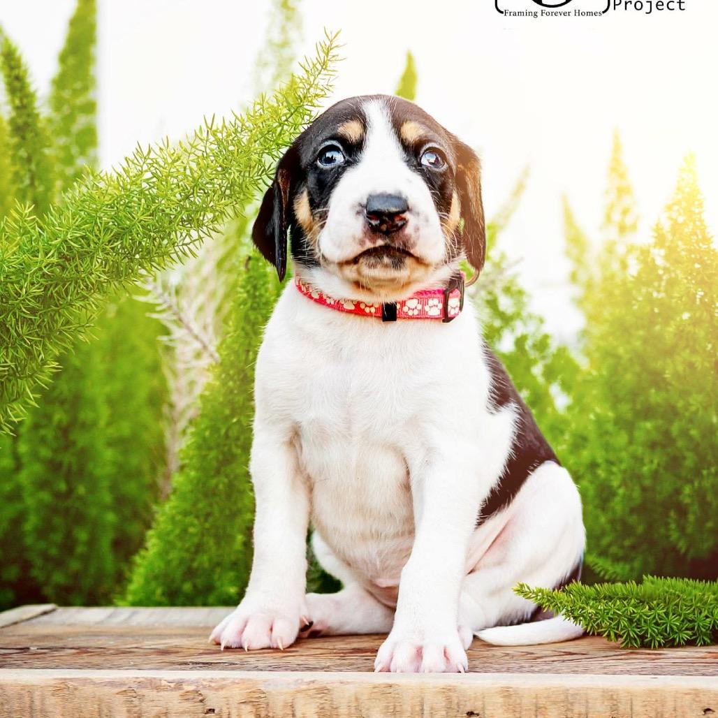 Blizzard, Adoptable, Puppy Female Hound & Labrador Retriever.