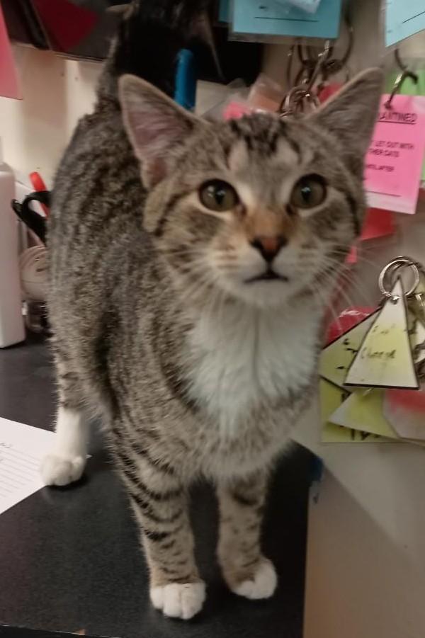 Enlarge Drake26, an adopted Domestic Short Hair in Milwaukee, WI image 1/1