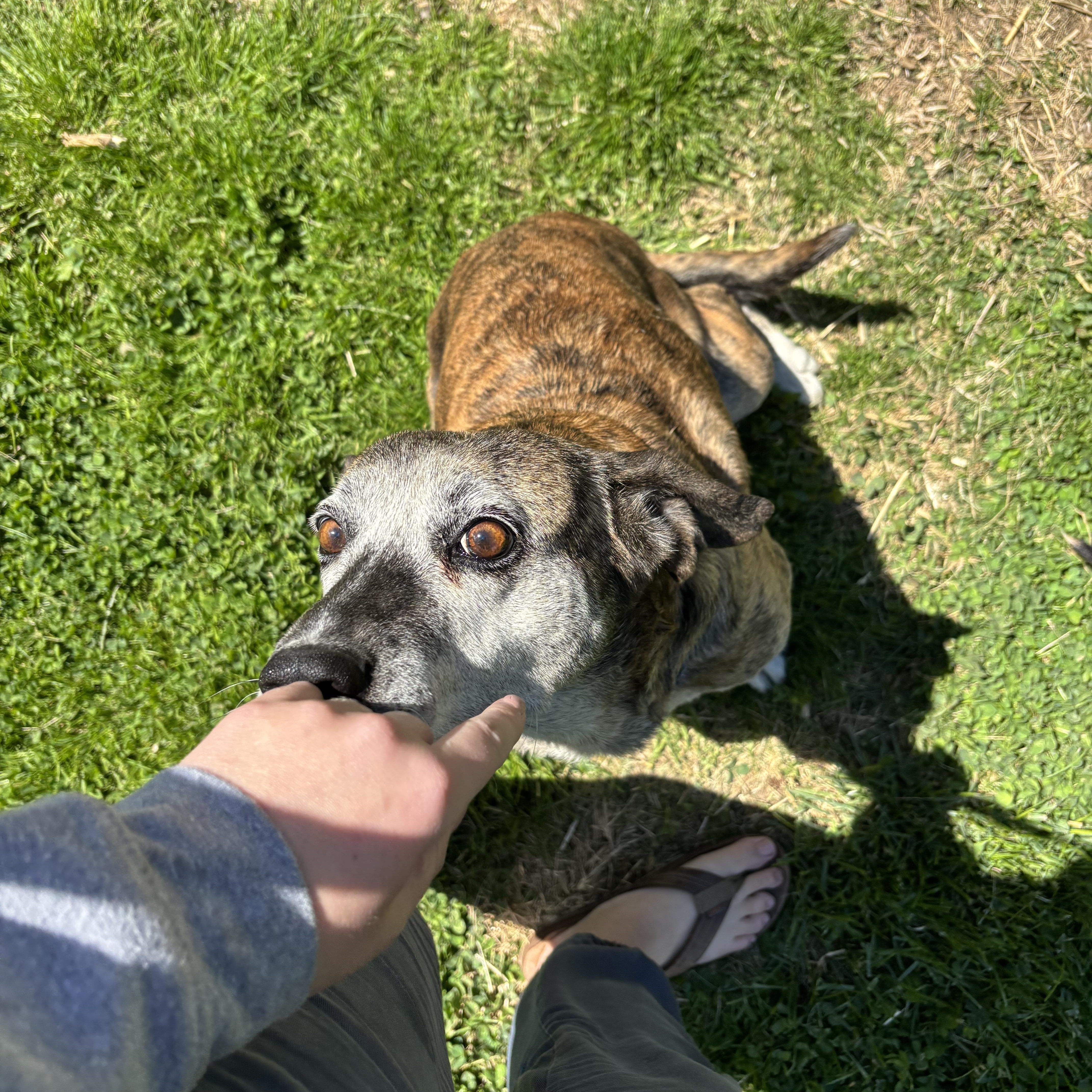 Willow, a ADOPTABLE mixed breed in High View, WV image 3/5