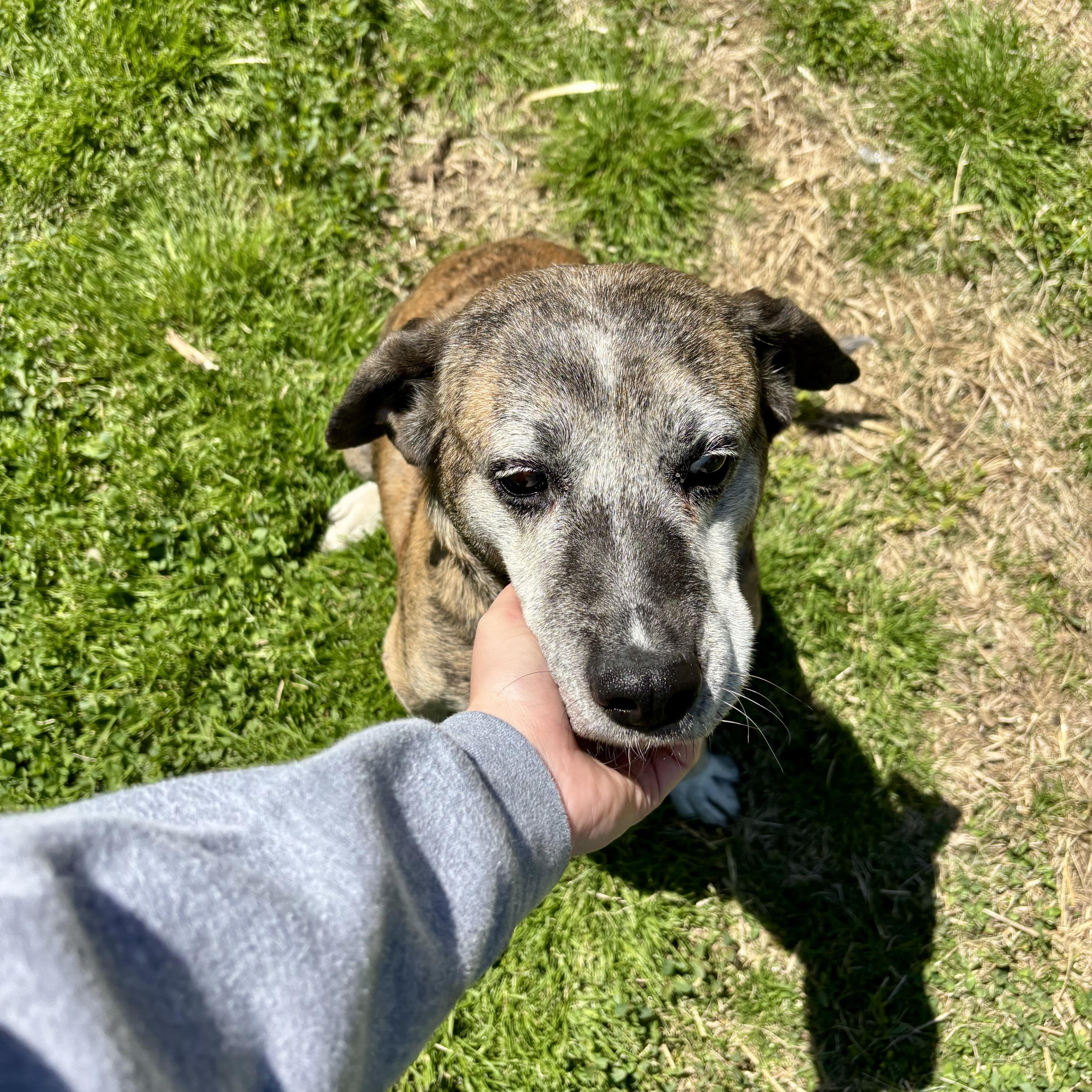Willow, a ADOPTABLE mixed breed in High View, WV image 4/5
