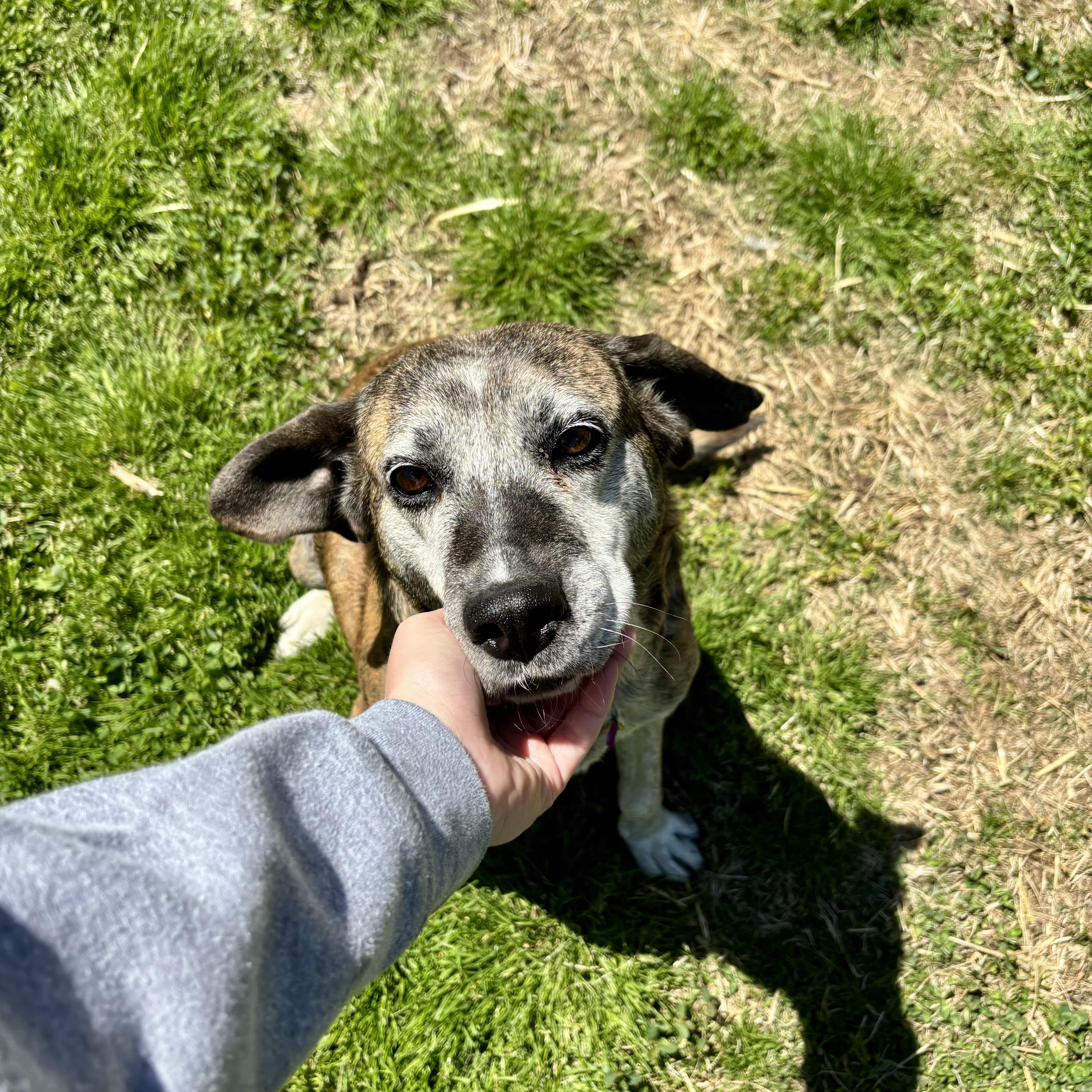 Willow, ADOPTABLE, Senior Female Plott Hound & Labrador Retriever.