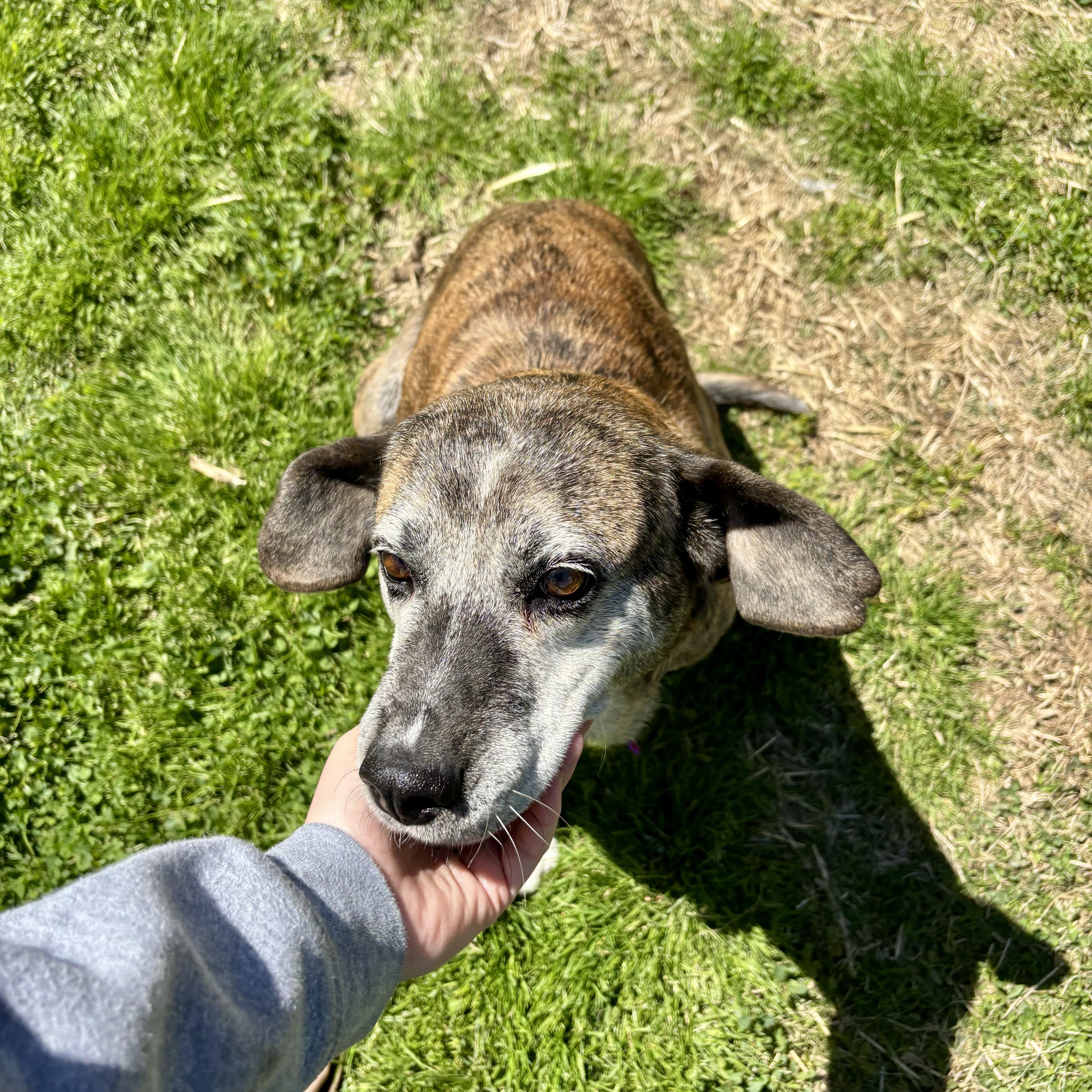 Willow, a ADOPTABLE mixed breed in High View, WV image 2/5
