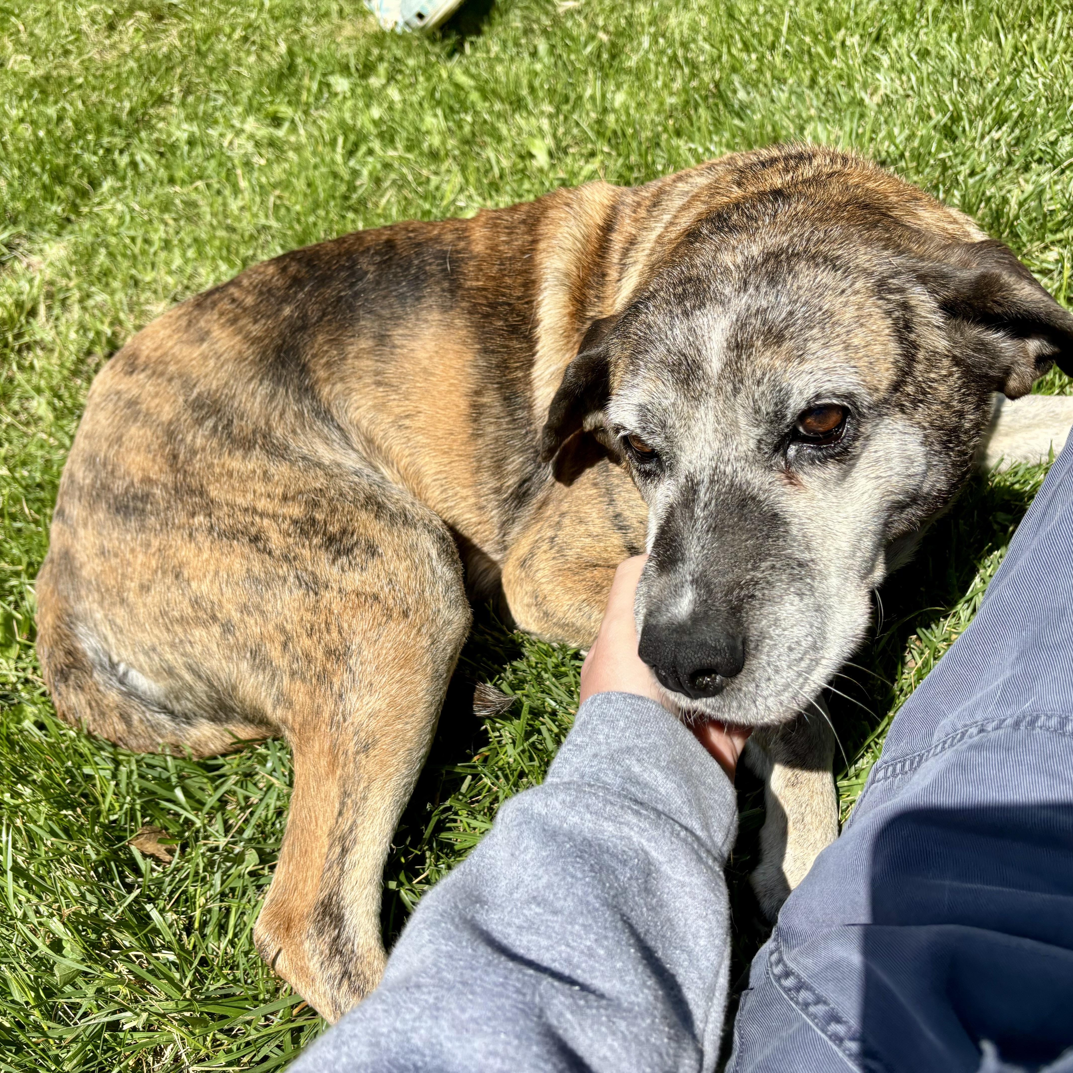 Willow, a ADOPTABLE mixed breed in High View, WV image 5/5