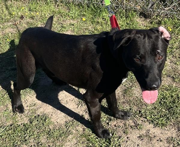 Ted, Adoptable, Young Male Labrador Retriever.