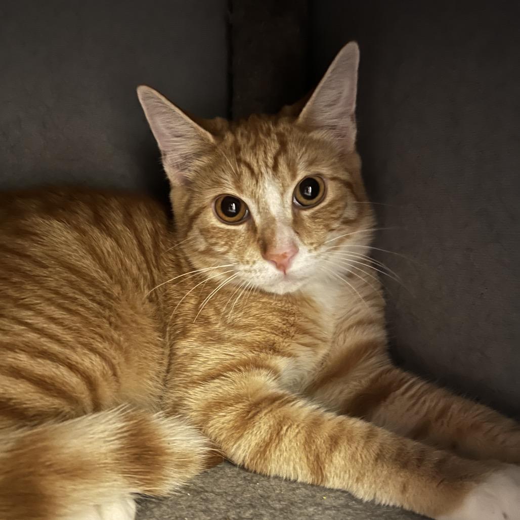 King Canute, Adoptable, Young Male Domestic Short Hair.