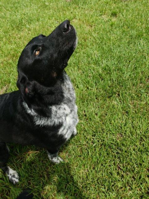 Luke, a Adoptable mixed breed in Fort Pierce, FL image 1/6