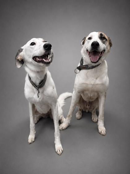 Gabby (BONDED W RUBBLE), a Adoptable mixed breed in Bowling Green, KY image 2/3