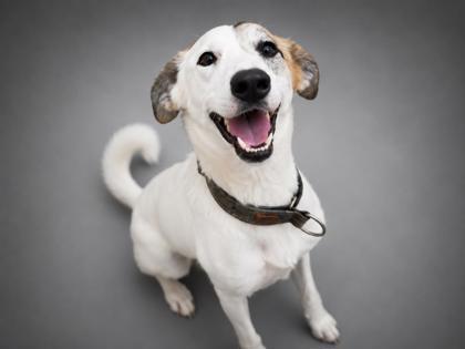 Gabby (BONDED W RUBBLE), a Adoptable mixed breed in Bowling Green, KY image 3/3