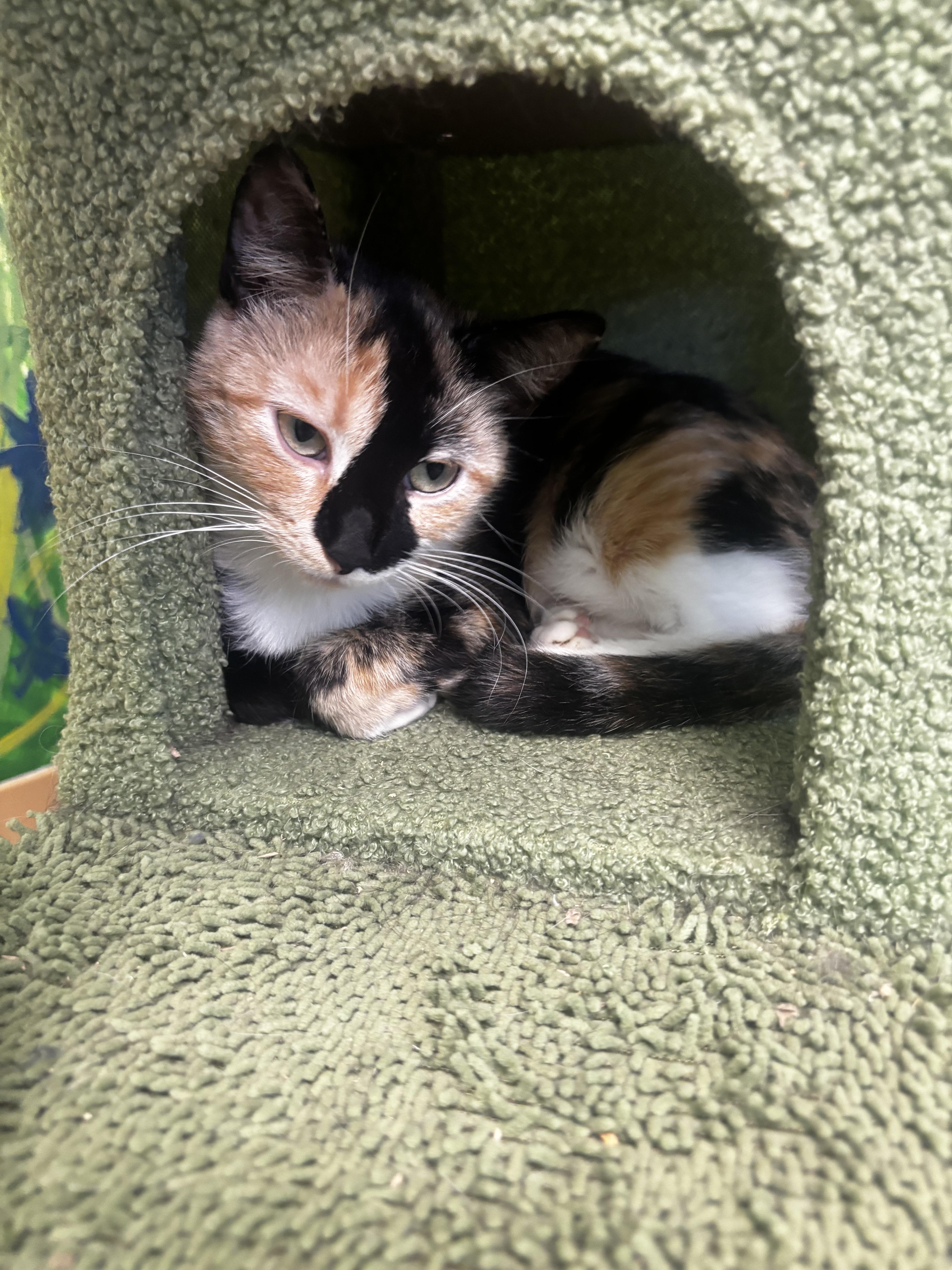 Lola, Adoptable, Adult Female Domestic Short Hair.