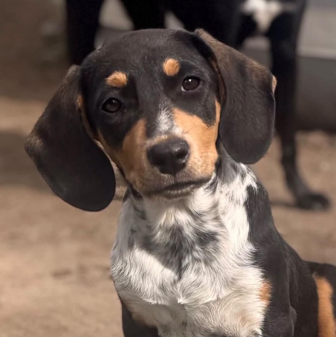 Bette, Adoptable, Puppy Female Hound.
